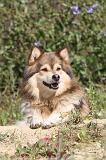 CHIEN FINNOIS DE LAPONIE 418